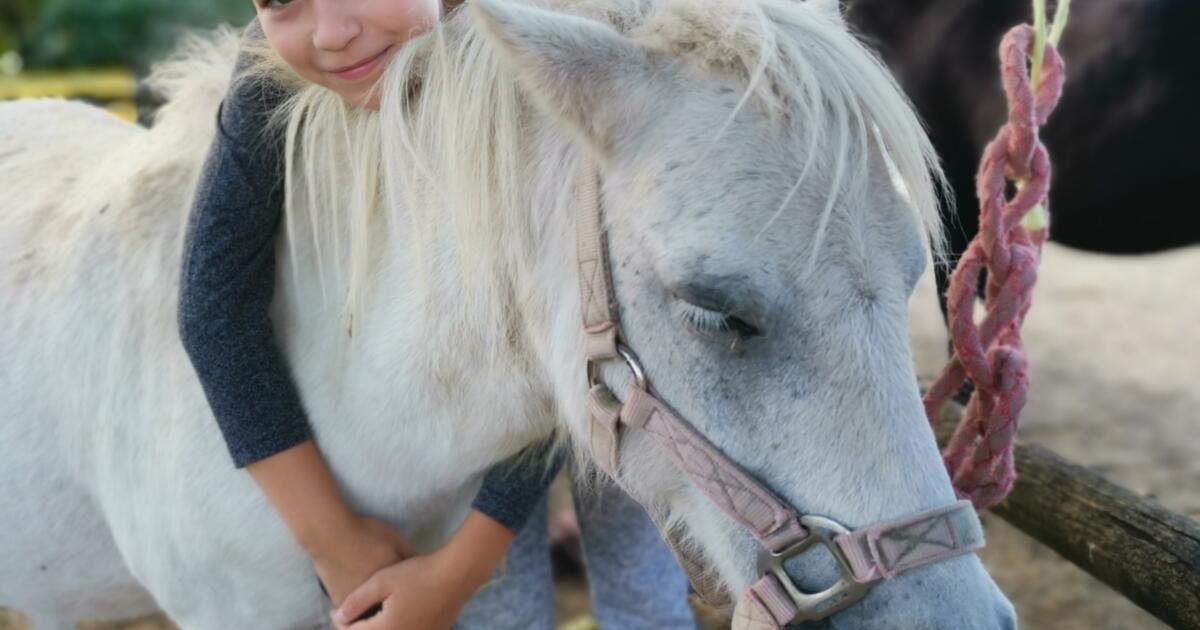Les poneys de la Y'Haute